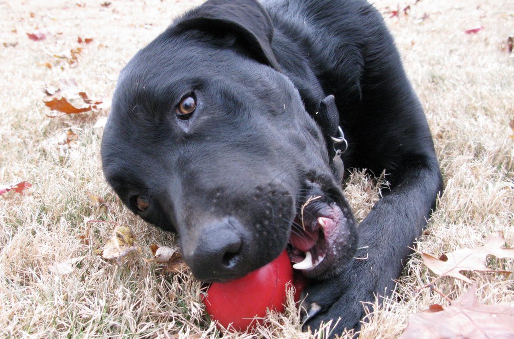 Dog Toys for Power Chewers